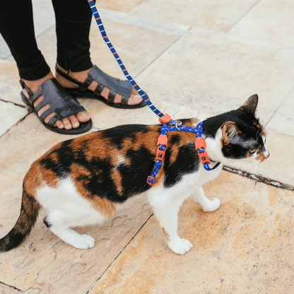 Zeecat Atlanta Harness with Leash