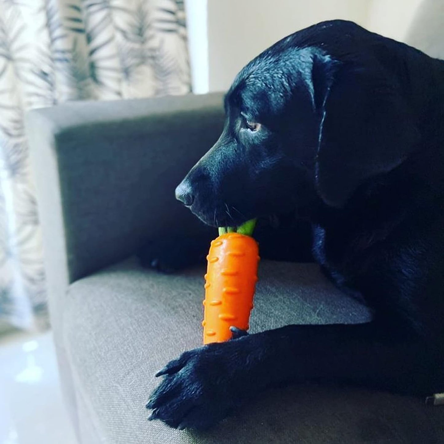 Fofos Vegi-Bites Carrot