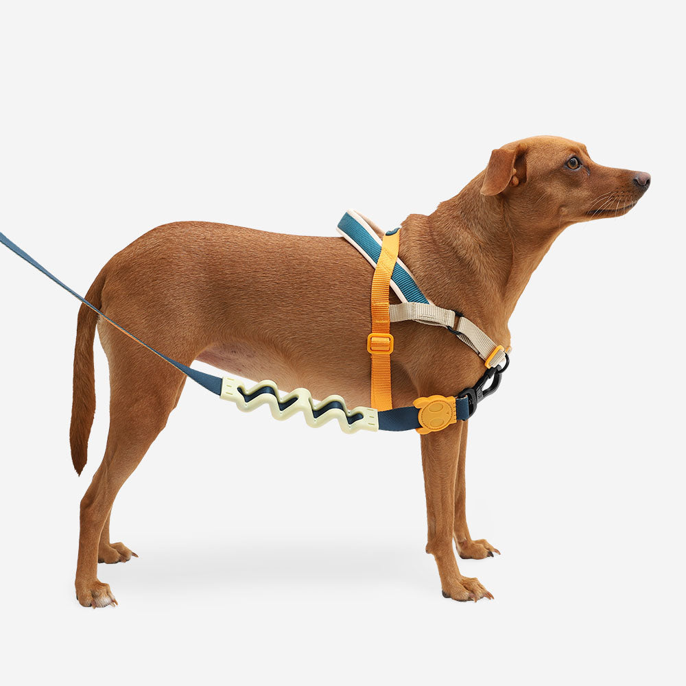 Zeedog Anti-Pull Harness